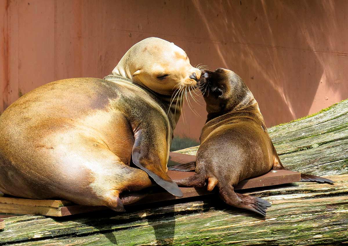 Bano Con Leones Marinos Entrades I Promocions A Aqualandia Benidorm